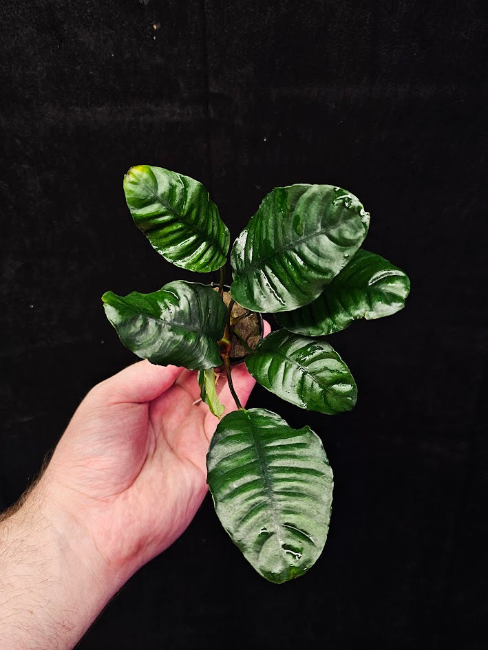 Anubias Barteri Var. 'Coffeifolia' #01, Will Crow 15-25 Centimeters In Height, A Beautiful Plant