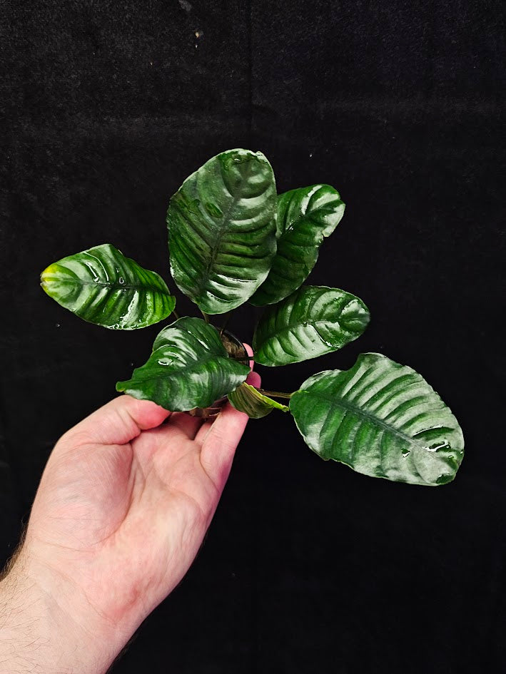 Anubias Barteri Var. 'Coffeifolia' #01, Will Crow 15-25 Centimeters In Height, A Beautiful Plant