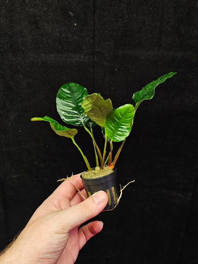 Anubias Barteri Var. 'Coffeifolia' #01, Will Crow 15-25 Centimeters In Height, A Beautiful Plant