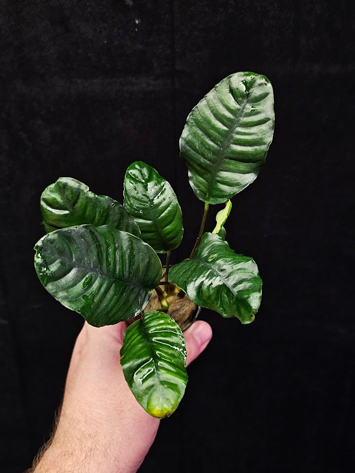 Anubias Barteri Var. 'Coffeifolia' #01, Will Crow 15-25 Centimeters In Height, A Beautiful Plant