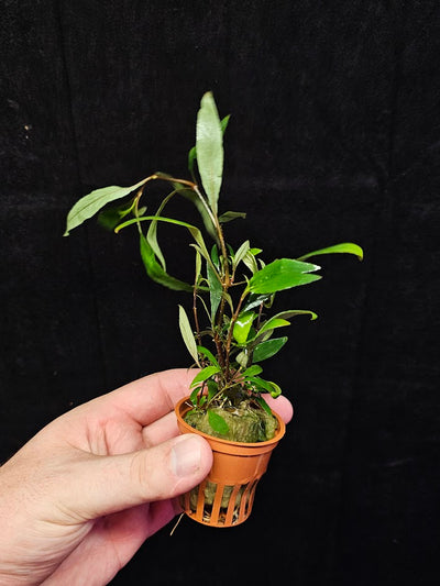 Hygrophila Corymbosa "Siamensis 53B' #01, Becomes A Bushy Aquatic Plant Rapidly