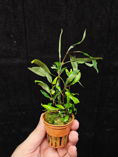 Hygrophila Corymbosa "Siamensis 53B' #01, Becomes A Bushy Aquatic Plant Rapidly