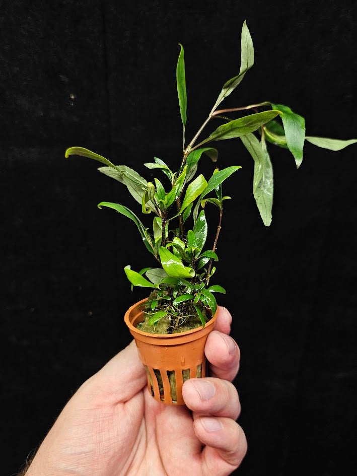 Hygrophila Corymbosa "Siamensis 53B' #01, Becomes A Bushy Aquatic Plant Rapidly