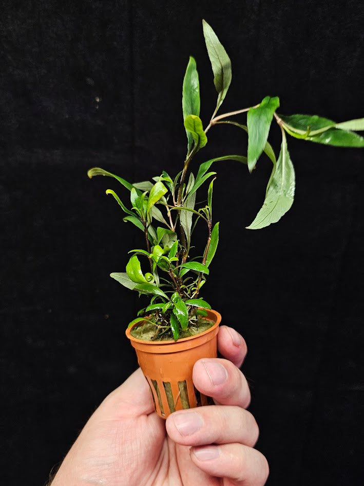 Hygrophila Corymbosa "Siamensis 53B' #01, Becomes A Bushy Aquatic Plant Rapidly