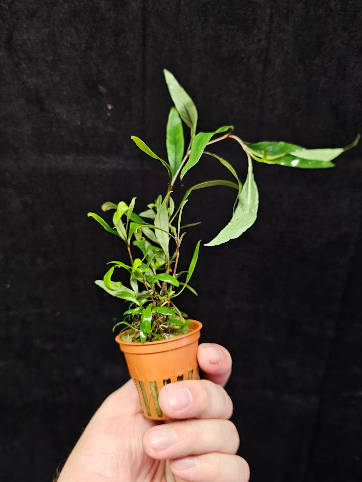 Hygrophila Corymbosa "Siamensis 53B' #01, Becomes A Bushy Aquatic Plant Rapidly