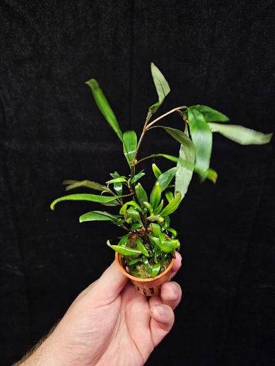 Hygrophila Corymbosa "Siamensis 53B' #01, Becomes A Bushy Aquatic Plant Rapidly