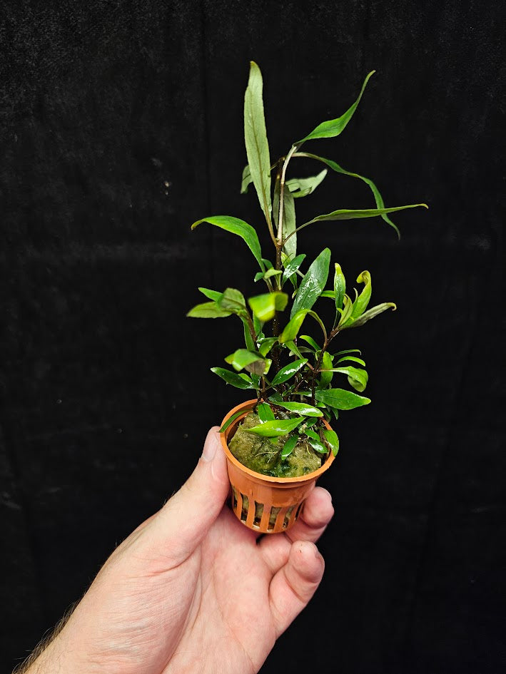 Hygrophila Corymbosa "Siamensis 53B' #01, Becomes A Bushy Aquatic Plant Rapidly