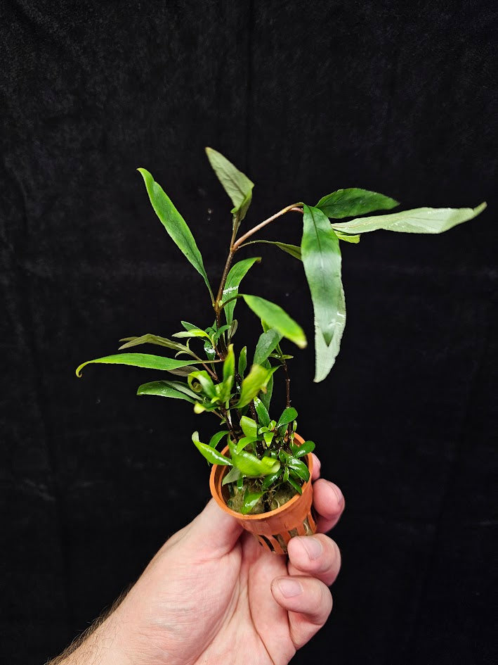 Hygrophila Corymbosa "Siamensis 53B' #01, Becomes A Bushy Aquatic Plant Rapidly