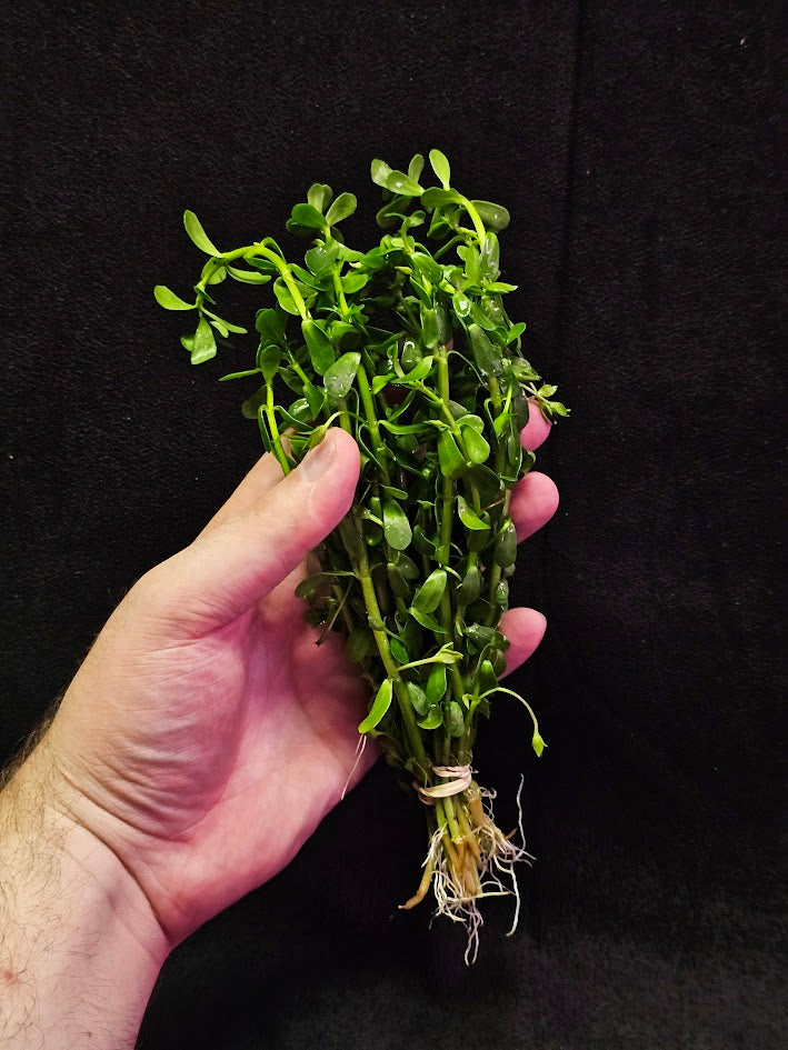 Moneywort Plant #01, Also Known As Bacopa Monnieri, A Very Durable Aquarium Plant Species