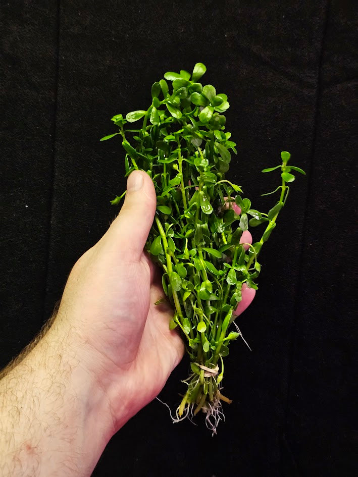 Moneywort Plant #01, Also Known As Bacopa Monnieri, A Very Durable Aquarium Plant Species