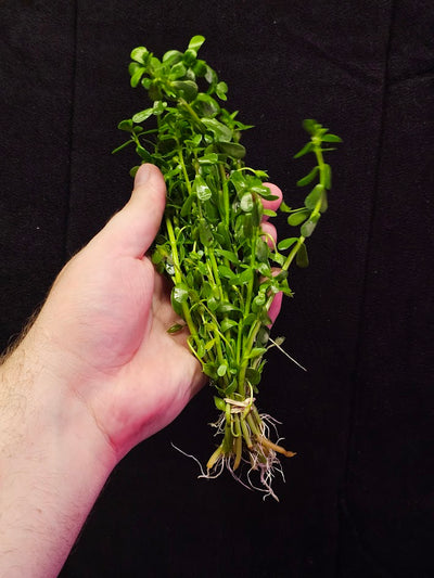 Moneywort Plant #01, Also Known As Bacopa Monnieri, A Very Durable Aquarium Plant Species