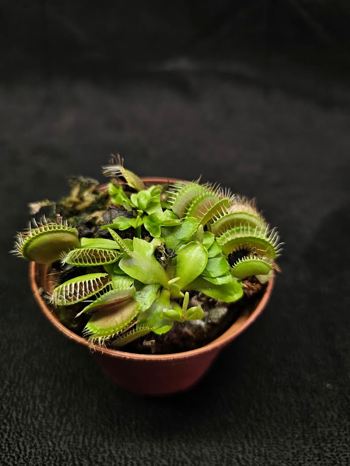 Venus Fly Trap Green Dragon #01, A Very Vigorous Growing Specimen, Great For Children