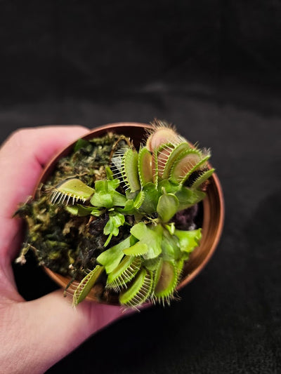 Venus Fly Trap Green Dragon #01, A Very Vigorous Growing Specimen, Great For Children