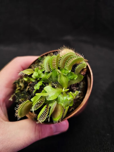 Venus Fly Trap Green Dragon #01, A Very Vigorous Growing Specimen, Great For Children