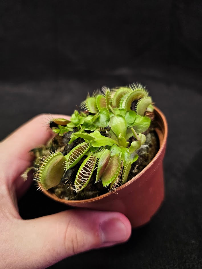 Venus Fly Trap Green Dragon #01, A Very Vigorous Growing Specimen, Great For Children