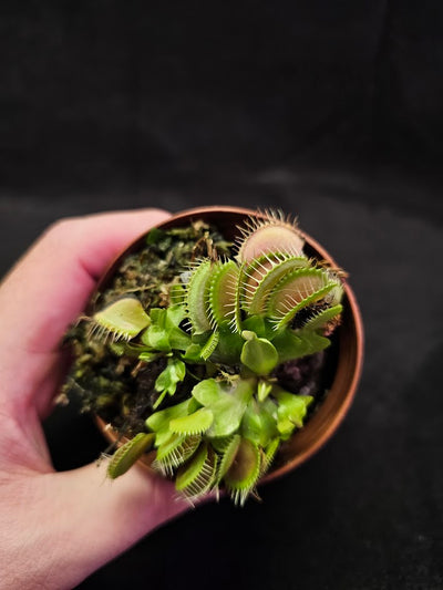 Venus Fly Trap Green Dragon #01, A Very Vigorous Growing Specimen, Great For Children