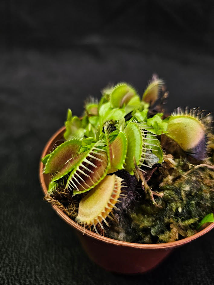 Venus Fly Trap Green Dragon #01, A Very Vigorous Growing Specimen, Great For Children