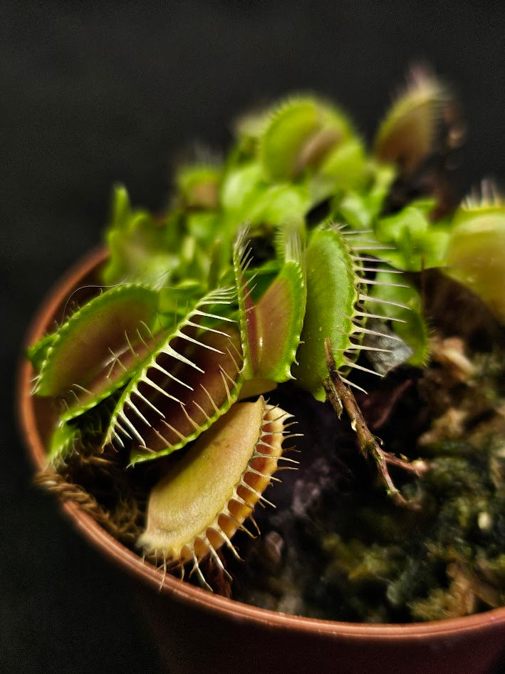 Venus Fly Trap Green Dragon #01, A Very Vigorous Growing Specimen, Great For Children