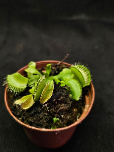 Venus Fly Trap Green Dragon #02, A Very Vigorous Growing Specimen, Great For Children