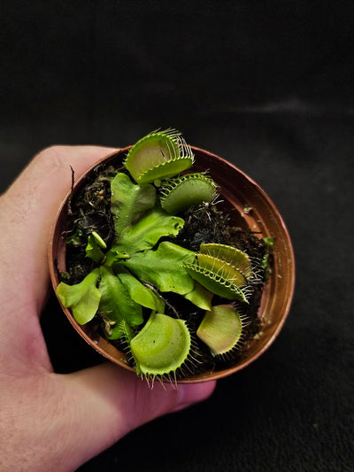 Venus Fly Trap Green Dragon #02, A Very Vigorous Growing Specimen, Great For Children