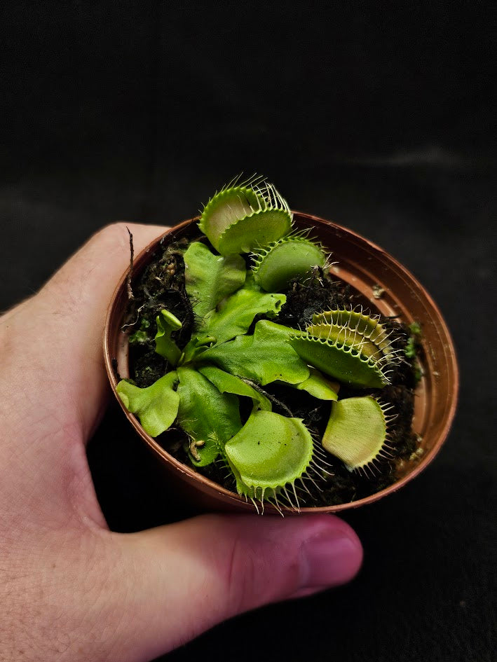 Venus Fly Trap Green Dragon #02, A Very Vigorous Growing Specimen, Great For Children