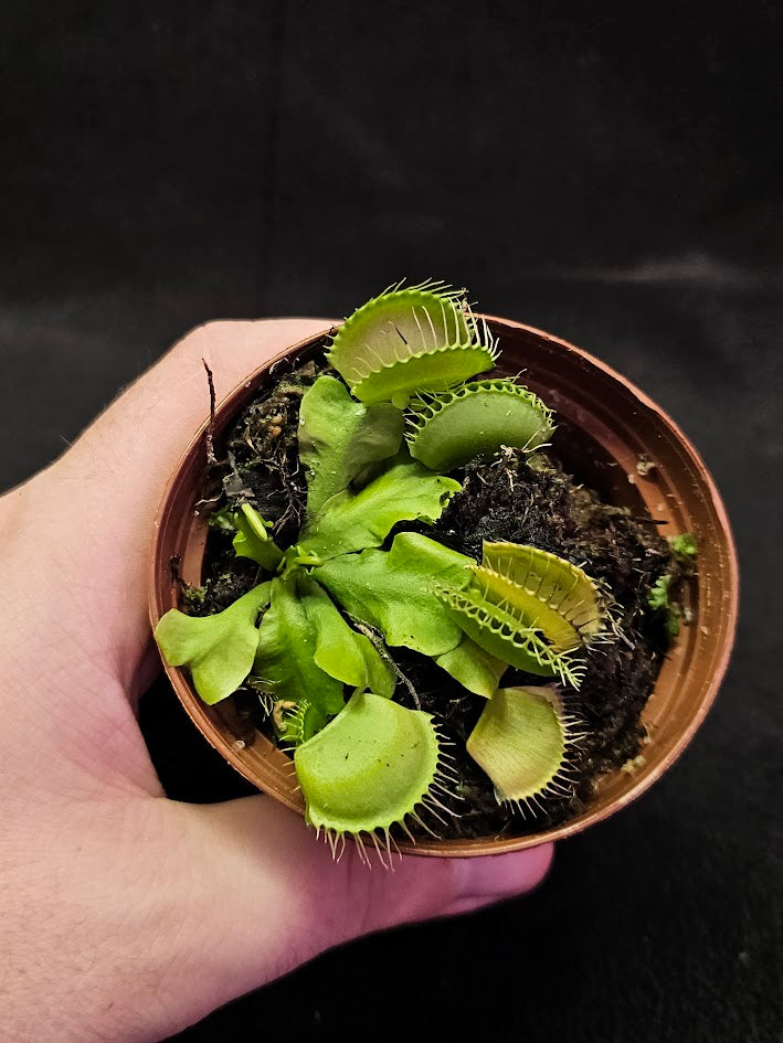 Venus Fly Trap Green Dragon #02, A Very Vigorous Growing Specimen, Great For Children