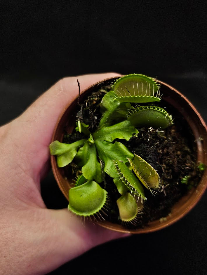 Venus Fly Trap Green Dragon #02, A Very Vigorous Growing Specimen, Great For Children