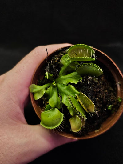 Venus Fly Trap Green Dragon #02, A Very Vigorous Growing Specimen, Great For Children