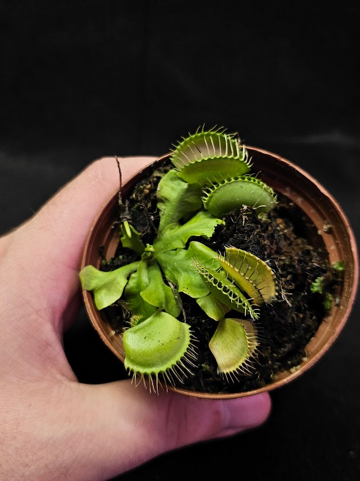 Venus Fly Trap Green Dragon #02, A Very Vigorous Growing Specimen, Great For Children