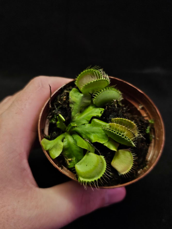 Venus Fly Trap Green Dragon #02, A Very Vigorous Growing Specimen, Great For Children