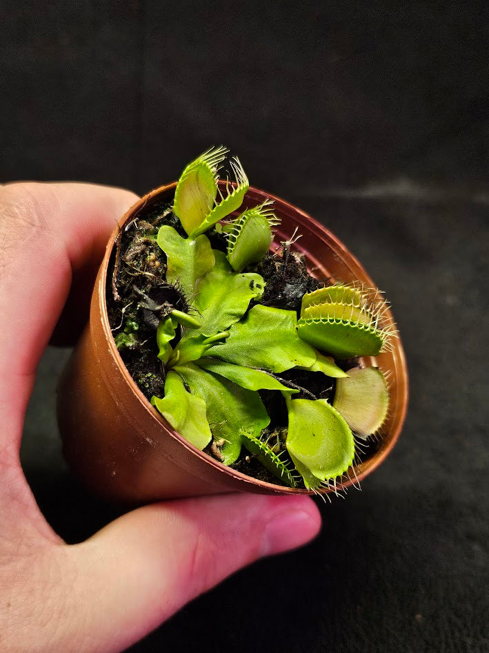 Venus Fly Trap Green Dragon #02, A Very Vigorous Growing Specimen, Great For Children