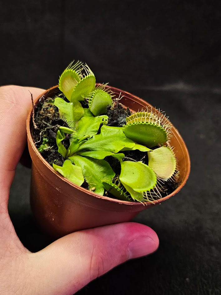 Venus Fly Trap Green Dragon #02, A Very Vigorous Growing Specimen, Great For Children