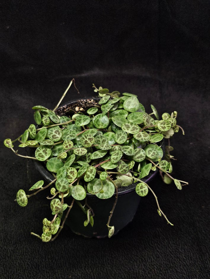 String Of Turtles #02, Peperomia Prostrata, Is A Tiny Succulent Native To Brazilian Rainforests That Thrives In Warm Climates