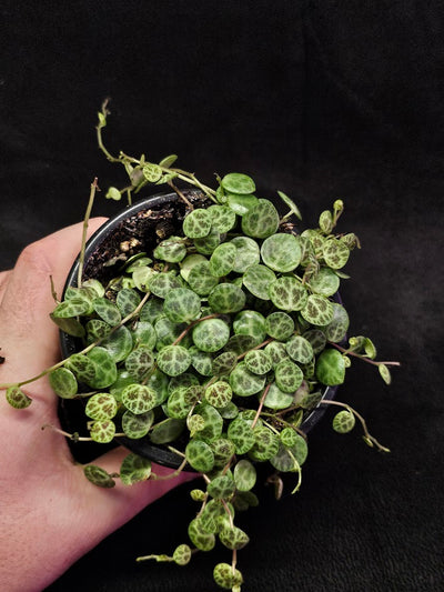 String Of Turtles #02, Peperomia Prostrata, Is A Tiny Succulent Native To Brazilian Rainforests That Thrives In Warm Climates