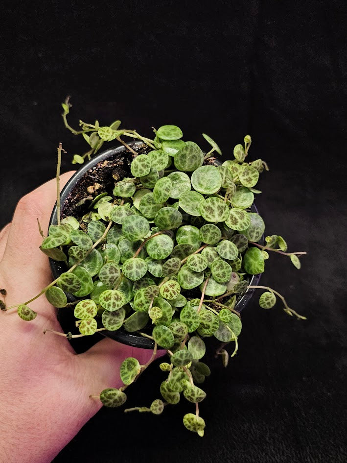 String Of Turtles #02, Peperomia Prostrata, Is A Tiny Succulent Native To Brazilian Rainforests That Thrives In Warm Climates