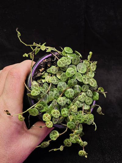 String Of Turtles #02, Peperomia Prostrata, Is A Tiny Succulent Native To Brazilian Rainforests That Thrives In Warm Climates