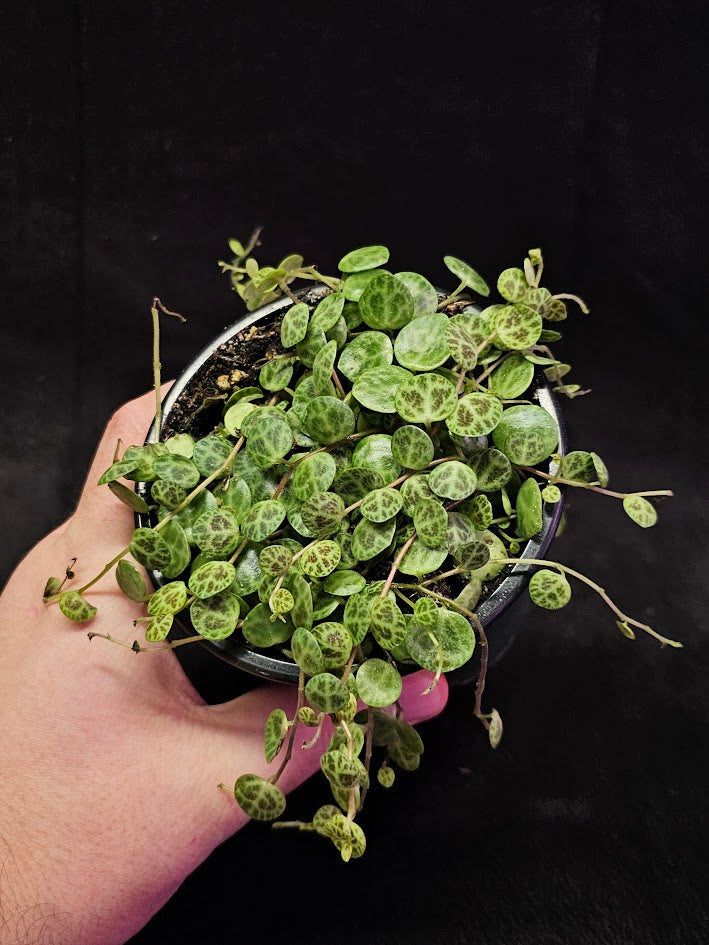 String Of Turtles #02, Peperomia Prostrata, Is A Tiny Succulent Native To Brazilian Rainforests That Thrives In Warm Climates