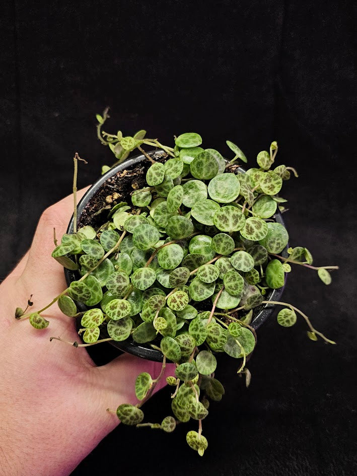 String Of Turtles #02, Peperomia Prostrata, Is A Tiny Succulent Native To Brazilian Rainforests That Thrives In Warm Climates