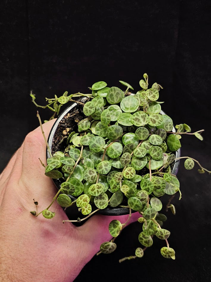 String Of Turtles #02, Peperomia Prostrata, Is A Tiny Succulent Native To Brazilian Rainforests That Thrives In Warm Climates