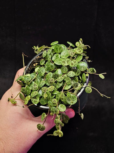 String Of Turtles #02, Peperomia Prostrata, Is A Tiny Succulent Native To Brazilian Rainforests That Thrives In Warm Climates