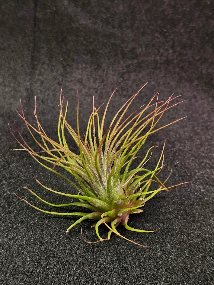 Tillandsia Ionantha V. Rubra #01, Comes From Central America, Mexico, Guatemala, Honduras & Nicaragua