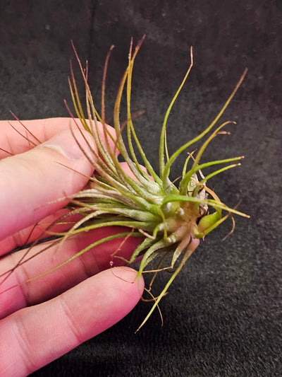 Tillandsia Ionantha V. Rubra #01, Comes From Central America, Mexico, Guatemala, Honduras & Nicaragua