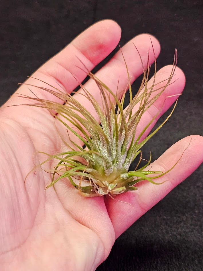 Tillandsia Ionantha V. Rubra #01, Comes From Central America, Mexico, Guatemala, Honduras & Nicaragua