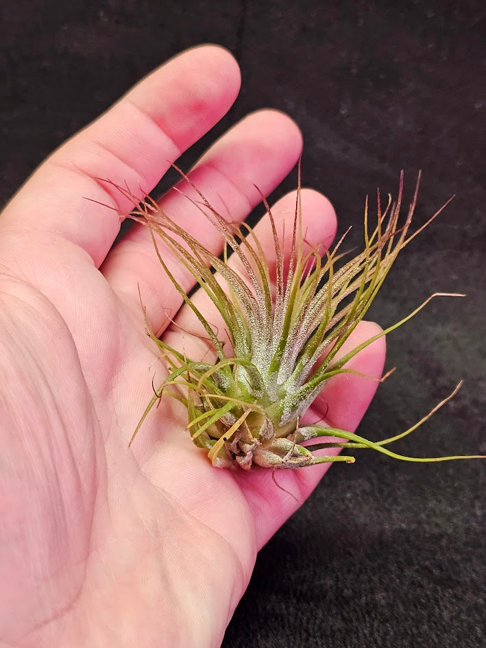 Tillandsia Ionantha V. Rubra #01, Comes From Central America, Mexico, Guatemala, Honduras & Nicaragua