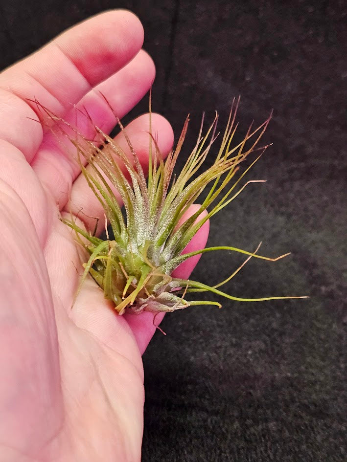 Tillandsia Ionantha V. Rubra #01, Comes From Central America, Mexico, Guatemala, Honduras & Nicaragua