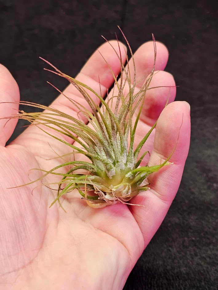 Tillandsia Ionantha V. Rubra #01, Comes From Central America, Mexico, Guatemala, Honduras & Nicaragua