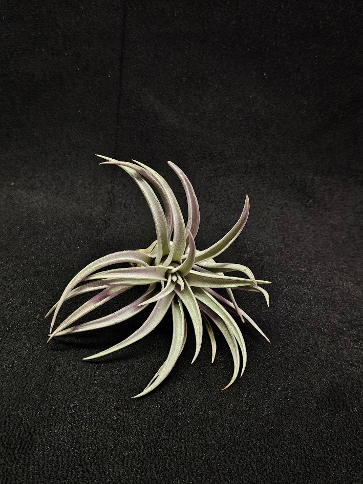 Tillandsia Harrisi #01, Endemic To Guatemala, Very Easy To Care For, Great For Beginners