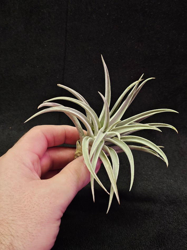 Tillandsia Harrisi #01, Endemic To Guatemala, Very Easy To Care For, Great For Beginners