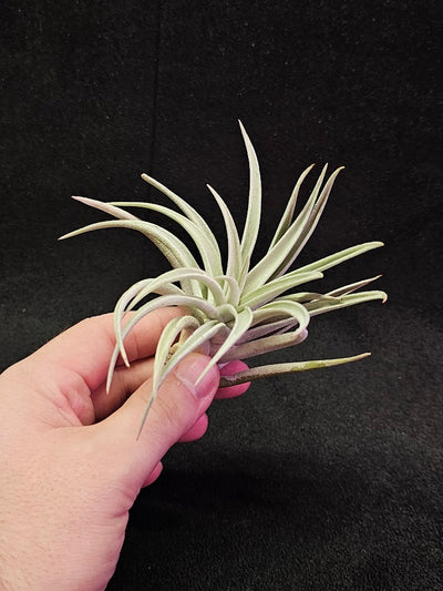 Tillandsia Harrisi #01, Endemic To Guatemala, Very Easy To Care For, Great For Beginners