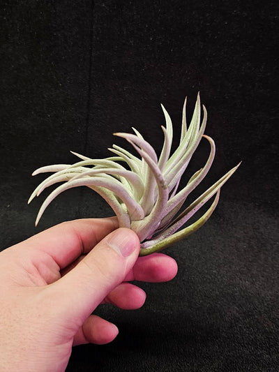 Tillandsia Harrisi #01, Endemic To Guatemala, Very Easy To Care For, Great For Beginners